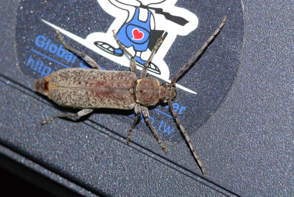 Trichoferus holosericeus